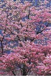 美国警方侦破连环爆炸案 宝可梦卡牌竟成为关键线索